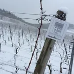 Sybille Kuntz Weingut Gaestehaus * ليزا
