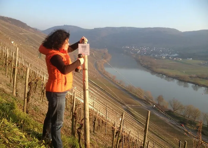 Sybille Kuntz Weingut Gaestehaus *